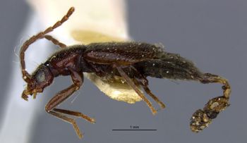 Media type: image;   Entomology 6259 Aspect: habitus lateral view